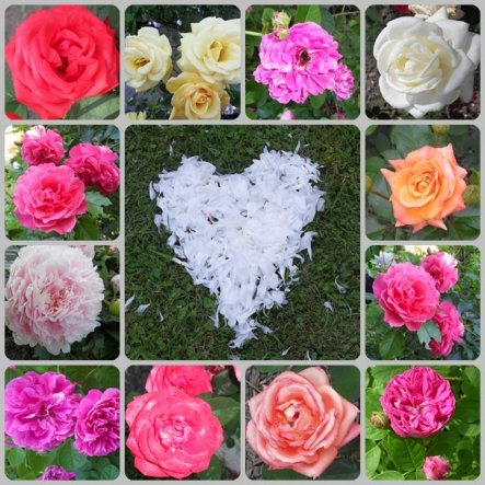 Rosen in unserem Garten, das Herz habe ich aus ausgefallenen Blütenblättern einer Pfingstrose gelegt.
