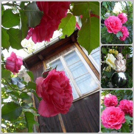 rosa Rose am Rosenbogen