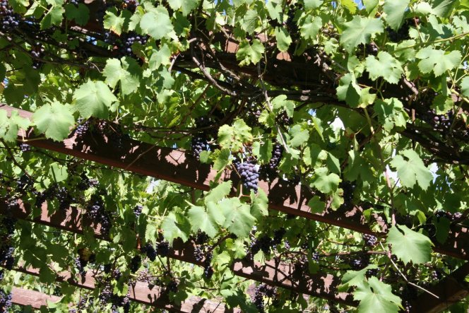 Die Weintrauben über unserer Terrasse