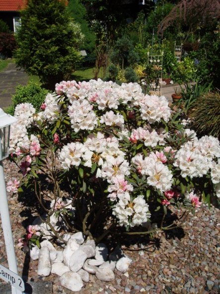 Ein prachtvoller Rhododendronbusch - erst pink - dann weiß ... herrlich