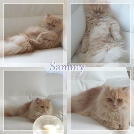 Haustiere 'Mein Sammy'