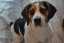 Unser Beagle Schatzi Sammy :-)